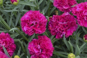 Dianthus 'Funky Fuchsia' New 2023